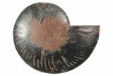 Cut & Polished Ammonite Fossil (Half) - Unusual Black Color #250529-1